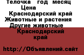 Телочка 1 год 1месяц › Цена ­ 27 000 - Краснодарский край Животные и растения » Другие животные   . Краснодарский край